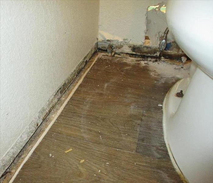 A wall in the bathroom where black mold has formed on the wall behind the toilet