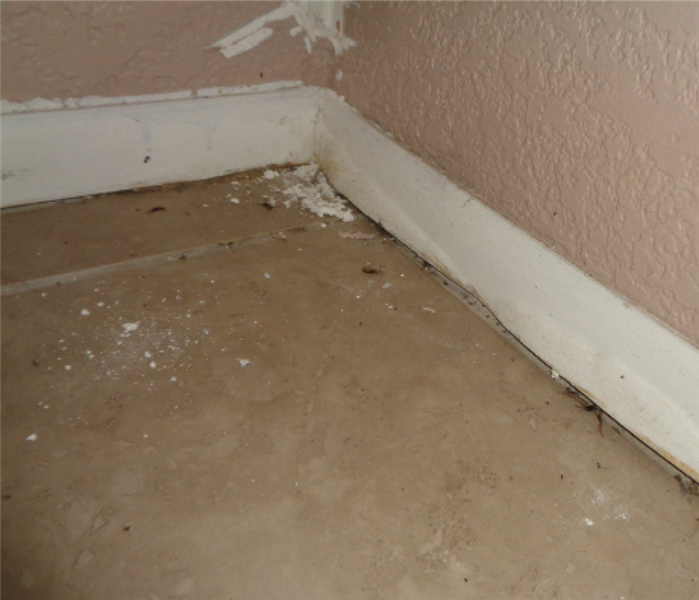 Residential wall with water damaged baseboards and mold beginning to form at the base.