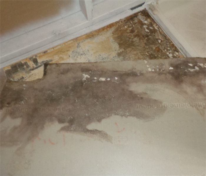 Mold on a piece of sheetrock that is laying on the floor next to the wall that also has mold on it