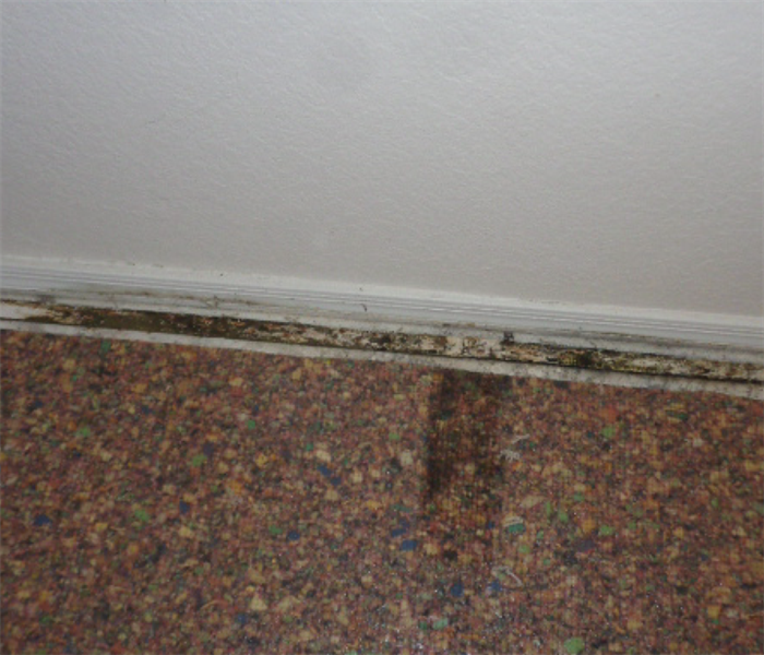 wall with baseboard removed to reveal mold 